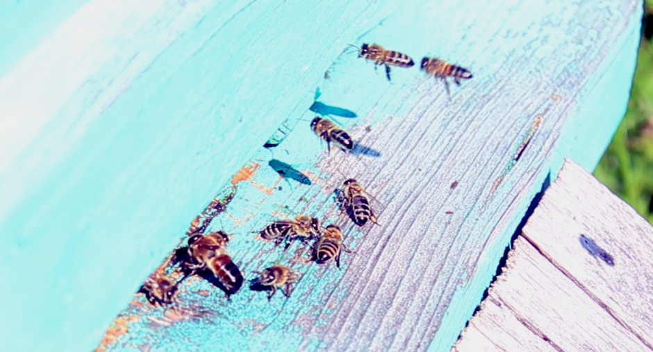 Чем пчёлы болеют зимой Чем пчёлы болеют зимой