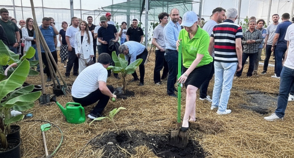 Сажают бананы.jpg